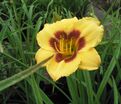 Лилейник Little Paul / Литл Пол — фото 3