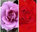 Роза штамбовая двухсортовая Harry Edland / Allotria — фото 2
