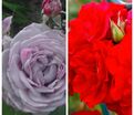 Роза штамбовая двухсортовая Sandra Renaissance / Brilliant Meillandina — фото 2