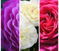 Роза штамбовая трехсортовая Wild Blue Younder / Ledi Romantic / Big Purple — фото 2