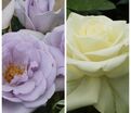 Роза штамбовая двухсортовая Blue bajou / Edelweis — фото 2