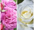 Роза штамбовая двухсортовая Heidi Klum / La Paloma 85 — фото 2