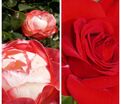 Роза штамбовая двухсортовая Nostalgie / Allotria — фото 2