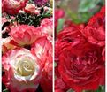 Роза штамбовая двухсортовая Carmagnole / Capriccia Renaissance — фото 2