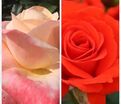 Роза штамбовая двухсортовая Fuji / Chorus — фото 2