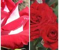 Роза штамбовая двухсортовая Galivarda / Carmin Vaza — фото 2