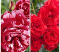 Роза штамбовая двухсортовая Moor's Striped Rugosa / Scarlett Meillandecor — фото 2
