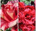 Роза штамбовая двухсортовая Rachel Louise Moran / Belle de Regnie — фото 2