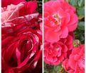 Роза штамбовая двухсортовая Papagena / Bluhwunde — фото 2