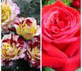 Роза штамбовая двухсортовая Camille Pisarro / Botero — фото 2