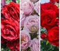 Роза штамбовая трехсортовая Belle de Regnie / Billet Doux / Messire Delbard — фото 2