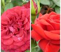 Роза штамбовая двухсортовая La Rose des 4 Vents / Niccolo Paganini — фото 2
