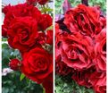 Роза штамбовая двухсортовая Souvenir de William Wood / Belle de Regnie — фото 2
