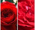 Роза штамбовая двухсортовая Mr Lincoln / Botero — фото 2