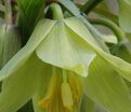 Фритиллярия (Рябчик) императорская Эрли Дрим / Fritillaria Early Dream — фото 2