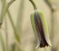 Фритиллярия (Рябчик) Элвиса / Fritillaria Elwesii — фото 2