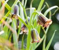 Фритиллярия (Рябчик) Элвиса / Fritillaria Elwesii — фото 3
