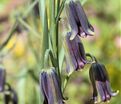 Фритиллярия (Рябчик) Элвиса / Fritillaria Elwesii — фото 4