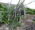 Фритиллярия (Рябчик) Элвиса / Fritillaria Elwesii — фото 5