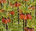 Фритиллярия (Рябчик) императорская Ауреомаргината / Fritillaria Aureomarginata — фото 2