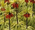 Фритиллярия (Рябчик) императорская Ауреомаргината / Fritillaria Aureomarginata — фото 3