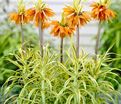Фритиллярия (Рябчик) императорская Ауреомаргината / Fritillaria Aureomarginata — фото 4