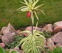 Фритиллярия (Рябчик) императорская Ауреомаргината / Fritillaria Aureomarginata — фото 5