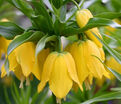 Фритиллярия (Рябчик) императорская Лутеа / Fritillaria Lutea — фото 2