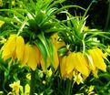 Фритиллярия (Рябчик) императорская Лутеа / Fritillaria Lutea — фото 4