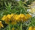 Фритиллярия (Рябчик) императорская Максима Лутеа / Fritillaria Maxima Lutea — фото 2