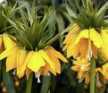 Фритиллярия (Рябчик) императорская Максима Лутеа / Fritillaria Maxima Lutea — фото 3