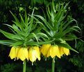 Фритиллярия (Рябчик) императорская Максима Лутеа / Fritillaria Maxima Lutea — фото 4