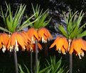 Фритиллярия (Рябчик) императорская Премьер / Fritillaria Premier — фото 3