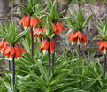 Фритиллярия (Рябчик) императорская Рубра Максима / Fritillaria Rubra Maxima — фото 2