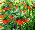 Фритиллярия (Рябчик) императорская Рубра Максима / Fritillaria Rubra Maxima — фото 3