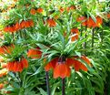 Фритиллярия (Рябчик) императорская Рубра Максима / Fritillaria Rubra Maxima — фото 3