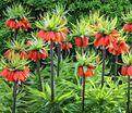Фритиллярия (Рябчик) императорская Рубра Максима / Fritillaria Rubra Maxima — фото 5