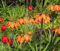 Фритиллярия (Рябчик) императорская Микс / Fritillaria Imperialis Mix — фото 2