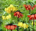 Фритиллярия (Рябчик) императорская Микс / Fritillaria Imperialis Mix — фото 3