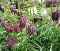 Фритиллярия (Рябчик) шахматная / Fritillaria meleagris — фото 3