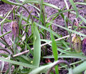 Фритиллярия (Рябчик) шахматная / Fritillaria meleagris — фото 4