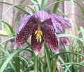 Фритиллярия (Рябчик) шахматная / Fritillaria meleagris — фото 5