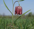 Фритиллярия (Рябчик) шахматная / Fritillaria meleagris — фото 6