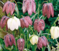 Фритиллярия (Рябчик) шахматная / Fritillaria meleagris — фото 7