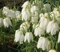 Фритиллярия (Рябчик) шахматная Альба / Fritillaria meleagris Alba — фото 2