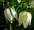 Фритиллярия (Рябчик) шахматная Альба / Fritillaria meleagris Alba — фото 3