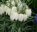 Фритиллярия (Рябчик) шахматная Альба / Fritillaria meleagris Alba — фото 4