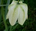 Фритиллярия (Рябчик) шахматная Альба / Fritillaria meleagris Alba — фото 5