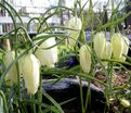 Фритиллярия (Рябчик) шахматная Альба / Fritillaria meleagris Alba — фото 6