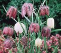 Фритиллярия (Рябчик) шахматная Микс / Fritillaria meleagris Mix — фото 3